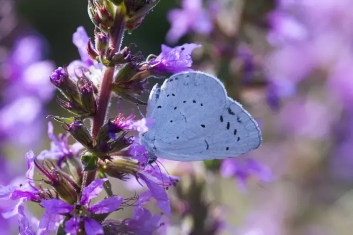 Framed Print : Holly Blue Butterfly - feeding on garden flower - Essex - UK IN000971 Framed Print : Holly Blue Butterfly - feeding on garden flower - Essex - UK IN000971