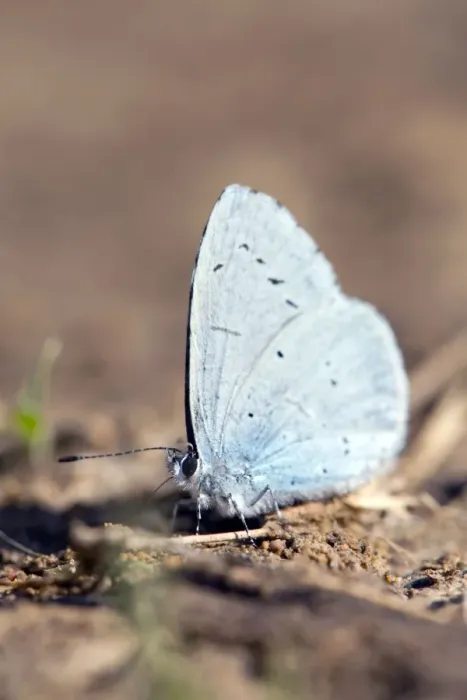 Framed Print : Holly Blue Butterfly - Spain Framed Print : Holly Blue Butterfly - Spain