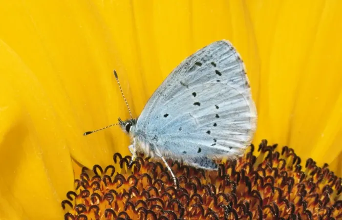 Framed Print : Holly Blue Butterfly UK Framed Print : Holly Blue Butterfly UK