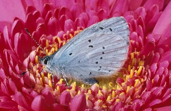 Holly Blue Butterfly UK