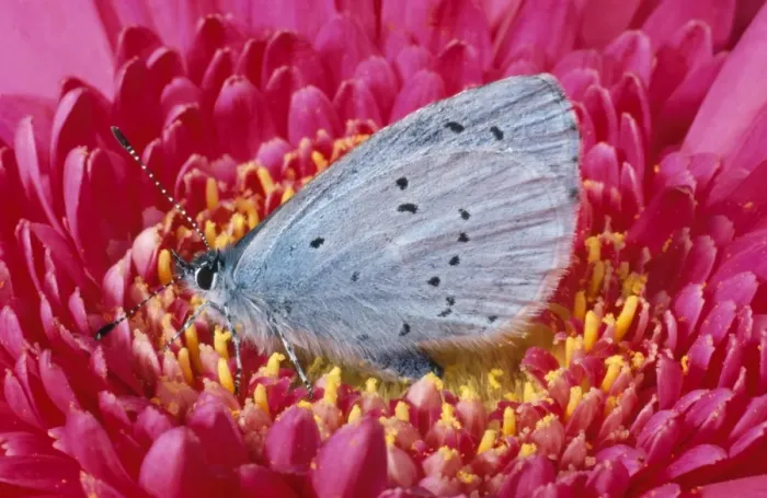 Framed Print : Holly Blue Butterfly UK Framed Print : Holly Blue Butterfly UK