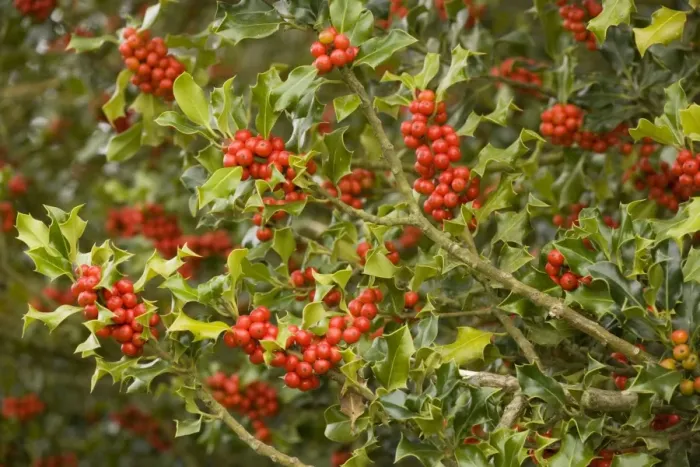 Framed Print : Holly bush laden with berries Framed Print : Holly bush laden with berries