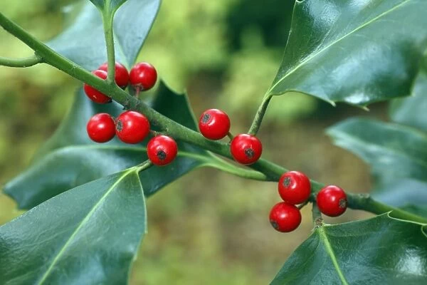 Holly - close up of berries and leaves - Germany