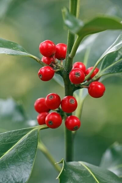 Holly - close up of berries and leaves - Germany