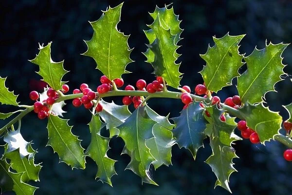 Holly or European Holly with berrys
