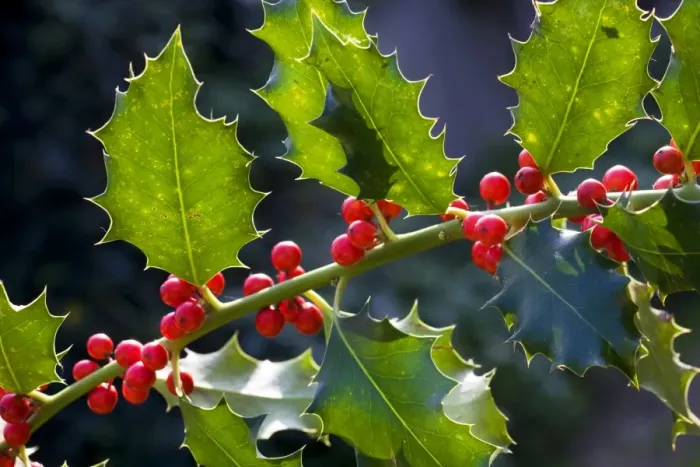 Framed Print : Holly or European Holly with berrys Framed Print : Holly or European Holly with berrys
