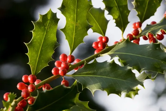 Framed Print : Holly or European Holly with berrys Framed Print : Holly or European Holly with berrys