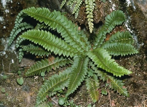 Holly Fern - rare in UK, status vulnerable