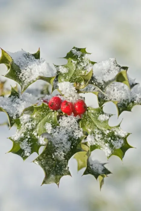 Framed Print : Holly – with frosted berries 003114 Framed Print : Holly – with frosted berries 003114