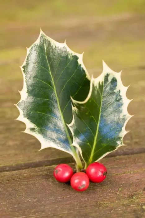 Framed Print : Holly Leaves and berries Framed Print : Holly Leaves and berries