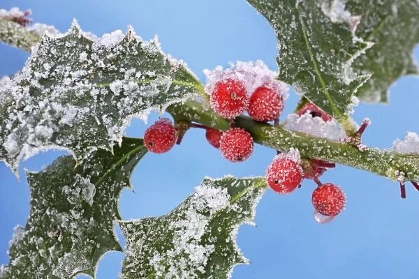 Holly - leaves & berrys covered in frost