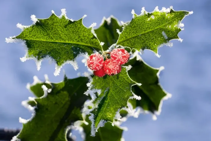Framed Print : Holly - leaves covered in frost Digital Manipulation: added berries Framed Print : Holly - leaves covered in frost Digital Manipulation: added berries