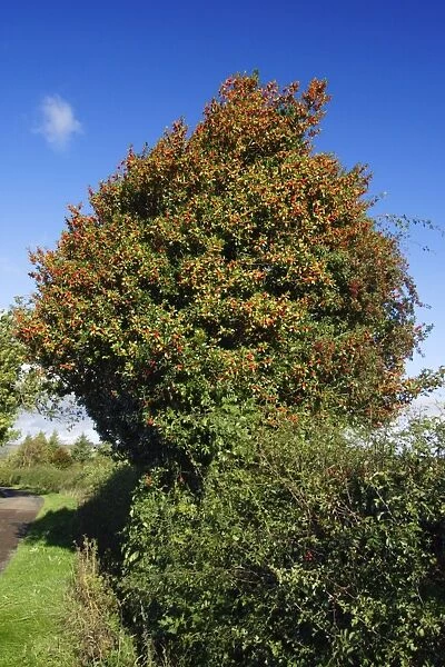 Holly - tree in hedge with ripened berries in atumn, on country roadside, Northumberland, UK