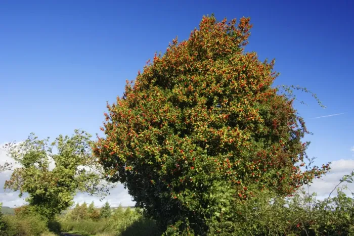 Framed Print : Holly - tree in hedge with ripened berries in autumn, on country roadside, Northumberland, UK