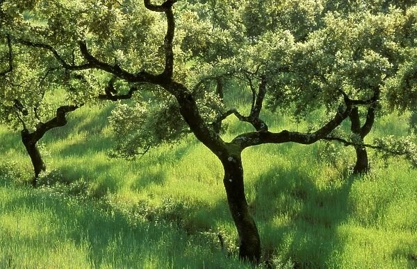 Holm Oak - In the Sierra de Aracena, which is part of the vast Sierra Morena mountain range. Province of Huelva, Andalucia, Spain