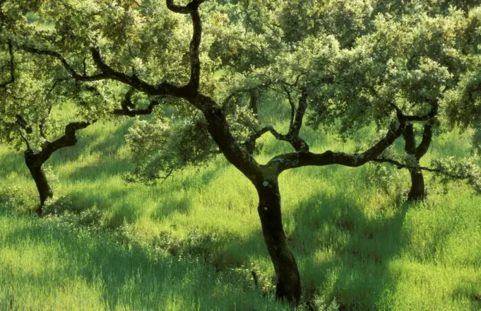 Framed Print : Holm Oak - In the Sierra de Aracena, which is part of the vast Sierra Morena mountain range. Province of Huelva, Andalucia, Spain Framed Print : Holm Oak - In the Sierra de Aracena, which is part of the vast Sierra Morena mountain range. Province of Huelva, Andalucia, Spain