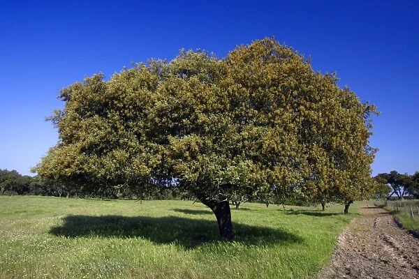 Holm Oak - single tree, Alentejo, Portugal