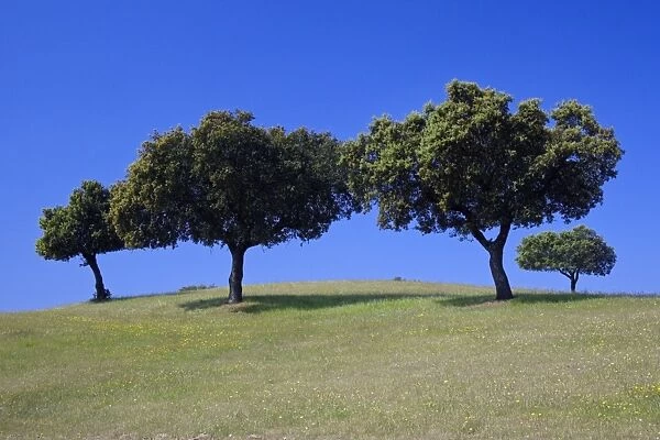 Holm Oak - trees on meadow, Alentejo, Portugal