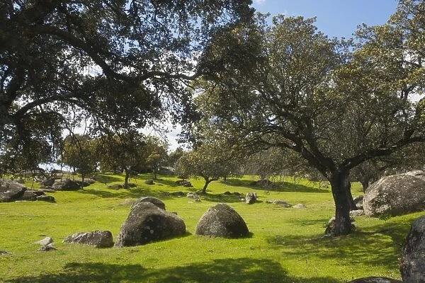 Holm Oak, western form (Quercus ilex ssp. rotundifolia (= Q. rotundifolia)) in dehesa with granite rocks, Extremadura, West Spain