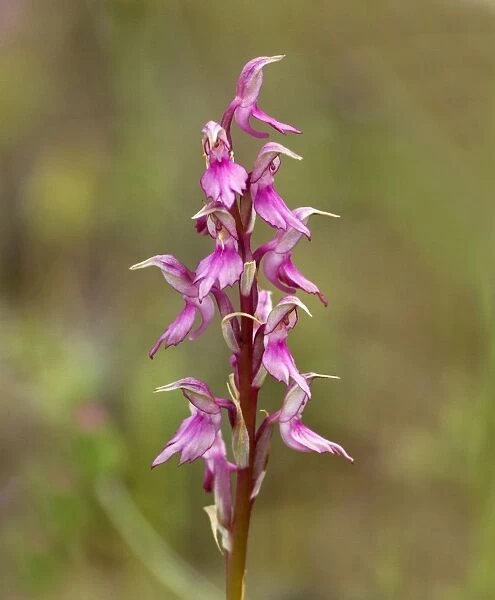 Holy Orchid - Southern Turkey - May