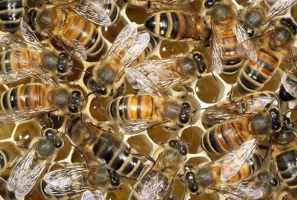 Honay Bees - honey in cells - UK