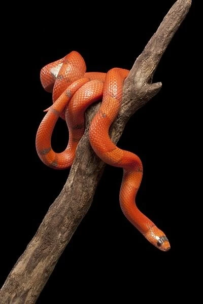 Honduran Milk Snake - Hypo vanishing mutation - North and Central America - these snakes eat other snakes even venomous ones (ophiophagy) - some species of kingsnake have coloration