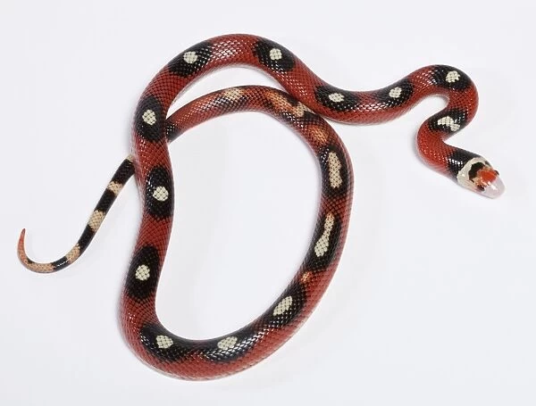Honduran Milk Snake - “Motley” mutation - North and Central America - these snakes eat other snakes even venomous ones (ophiophagy) - some species of kingsnake have coloration