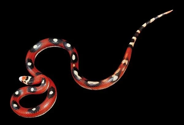 Honduran Milk Snake - “Motley” mutation - North and Central America - these snakes eat other snakes even venomous ones (ophiophagy) - some species of kingsnake have coloration