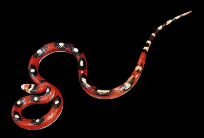 Framed Print : Honduran Milk Snake - “Motley” mutation - North and Central America - these snakes eat other snakes even venomous ones (ophiophagy) - some species of kingsnake have coloration Framed Print : Honduran Milk Snake - “Motley” mutation - North and Central America - these snakes eat other snakes even venomous ones (ophiophagy) - some species of kingsnake have coloration