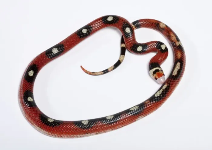 Framed Print : Honduran Milk Snake - “Motley” mutation - North and Central America - these snakes eat other snakes even venomous ones (ophiophagy) - some species of kingsnake have coloration Framed Print : Honduran Milk Snake - “Motley” mutation - North and Central America - these snakes eat other snakes even venomous ones (ophiophagy) - some species of kingsnake have coloration