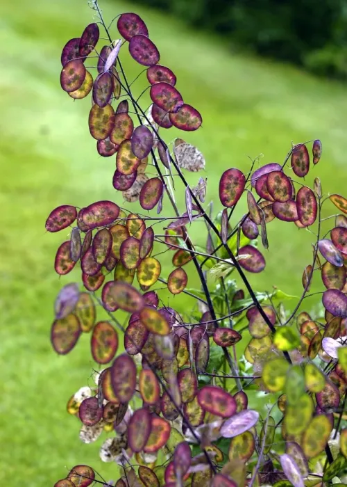 Framed Print : Honesty seedpods have magical summer colour - July Frequently used for indoor decoration Seed pods of Lunaria annua Kent Garden, UK Framed Print : Honesty seedpods have magical summer colour - July Frequently used for indoor decoration Seed pods of Lunaria annua Kent Garden, UK