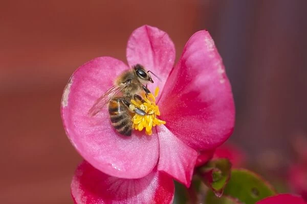 Honey Bee on Begonia flower