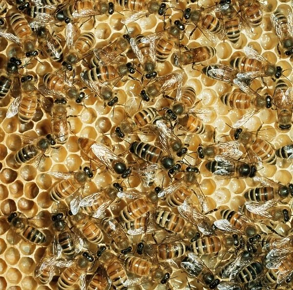 Honey Bee. JLM-9589. Honeybee - mass on comb