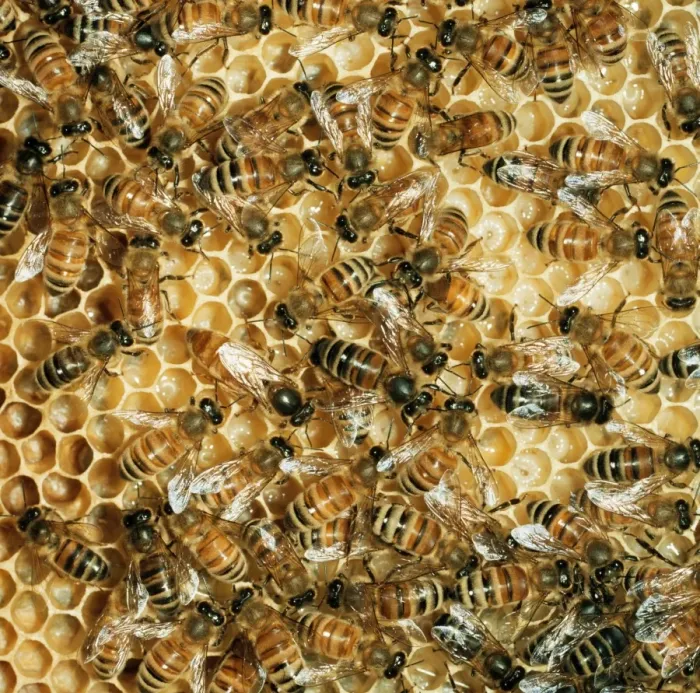 Framed Print : Honey Bee. JLM-9589. Honeybee - mass on comb Framed Print : Honey Bee. JLM-9589. Honeybee - mass on comb