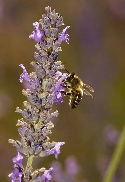 Honey bee (Apis mellifera) visiting lavender flowers, in lavender field. Provence