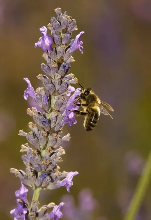 Framed Print : Honey bee (Apis mellifera) visiting lavender flowers, in lavender field. Provence Framed Print : Honey bee (Apis mellifera) visiting lavender flowers, in lavender field. Provence