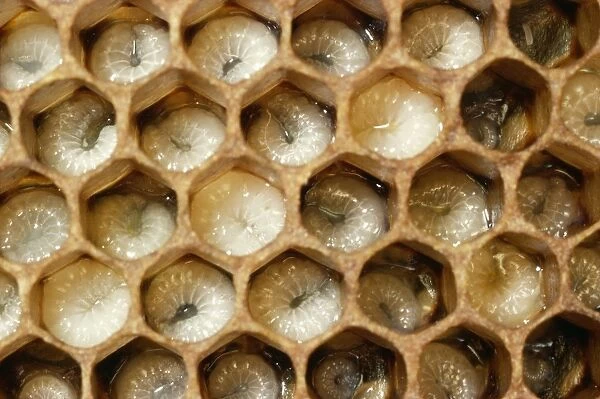 Honey Bee Brood comb with well developed larvae