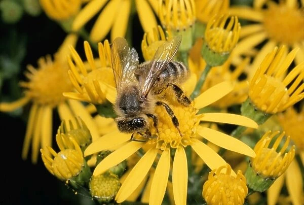 Honey Bee - collecting pollen UK