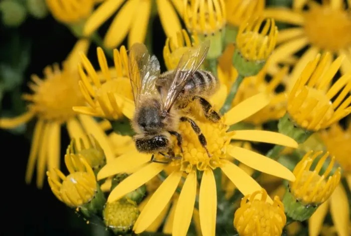 Framed Print : Honey Bee - collecting pollen UK Framed Print : Honey Bee - collecting pollen UK