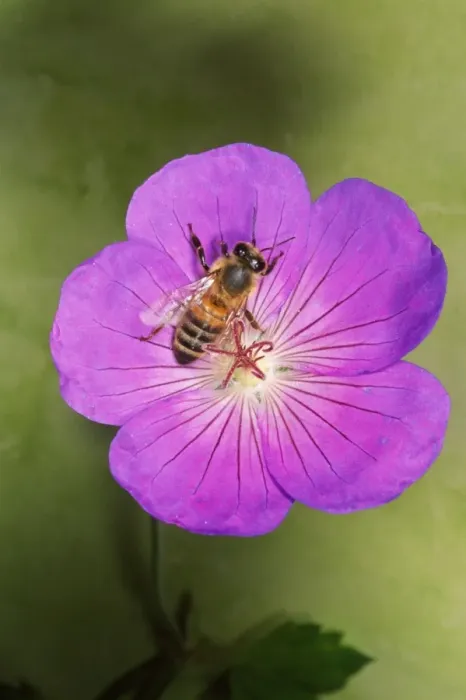 Framed Print : Honey Bee - collecting pollen UK Framed Print : Honey Bee - collecting pollen UK
