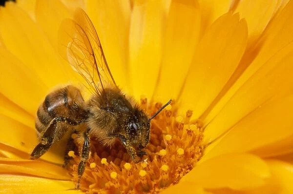 Honey Bee - collecting pollen - UK