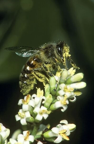 Honey Bee - covered in pollen on privet flower