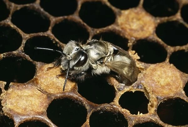 Honey Bee Emerging from comb