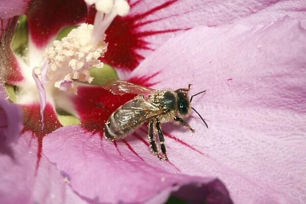 Honey Bee - feeding on nectar of Hibiscus flower, Lower Saxony, Germany