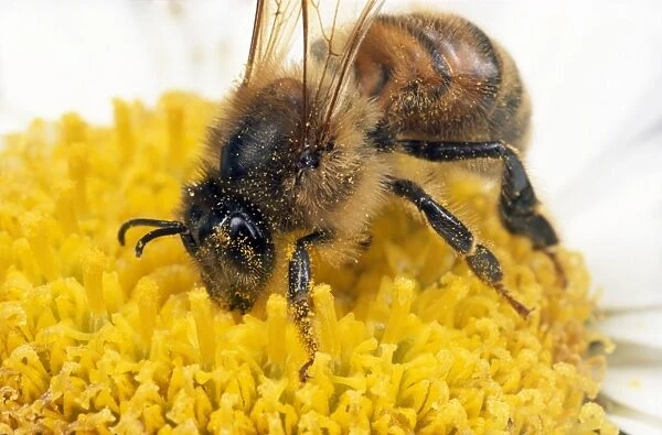 Honey Bee - on flower gathering pollen - UK