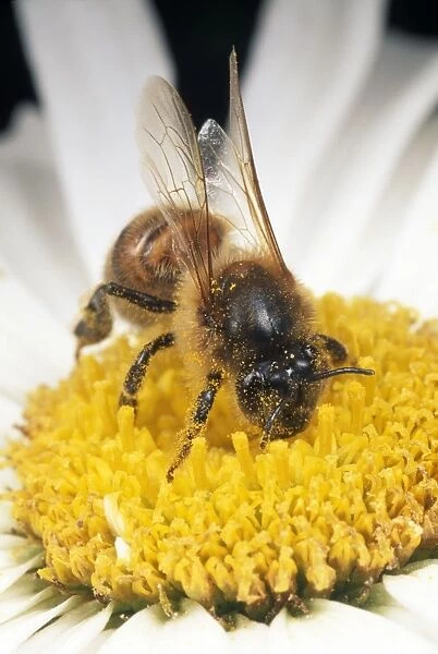Honey Bee - on flower gathering pollen - UK