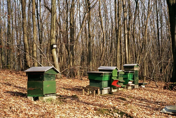Honey Bee Hives In forest in winter