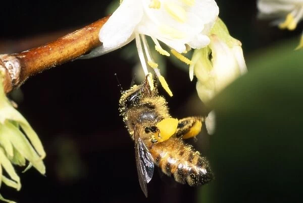 Honey Bee - with pollen baskets - UK