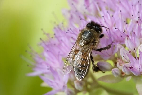 Honey Bee - Single bee feeding on nectar of Sedum spectabile. England, UK