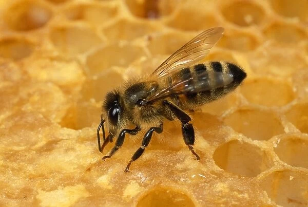 Honey Bee - tending to honeycomb - UK